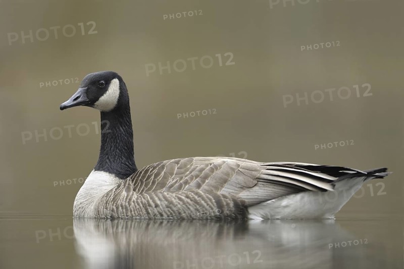 Canada Goose (Branta canadensis), North Rhine-Westphalia, Germany