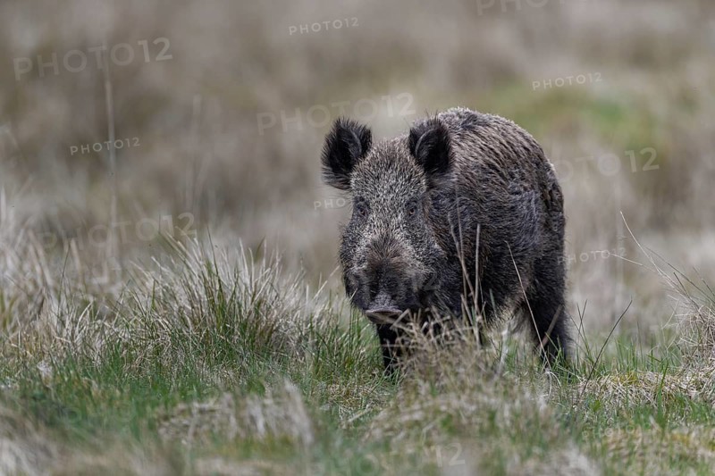 It is difficult for me to distinguish this wild boar boar (Sus scrofa) from a wild boar from the photo, Denmark