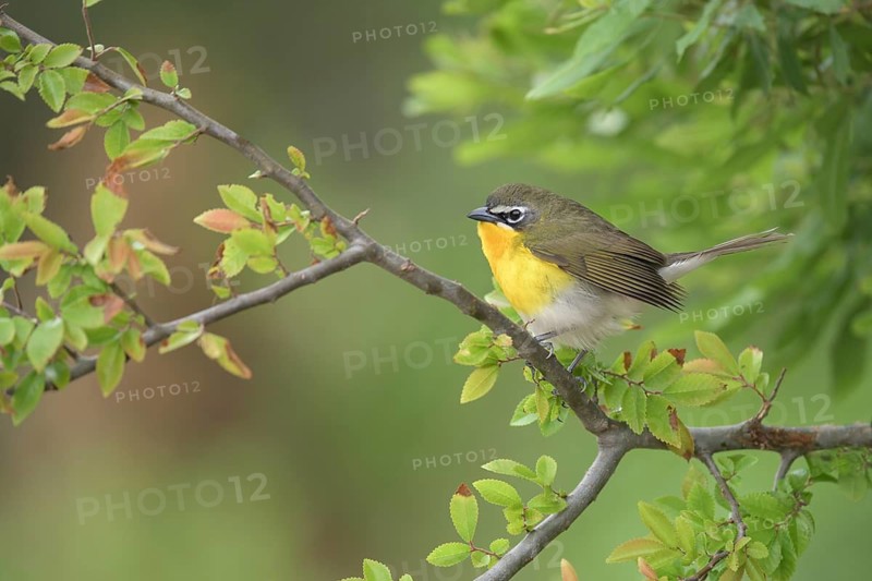 Yellow-breasted Chat (Icteria virens) perched on a branch, Texas, USA