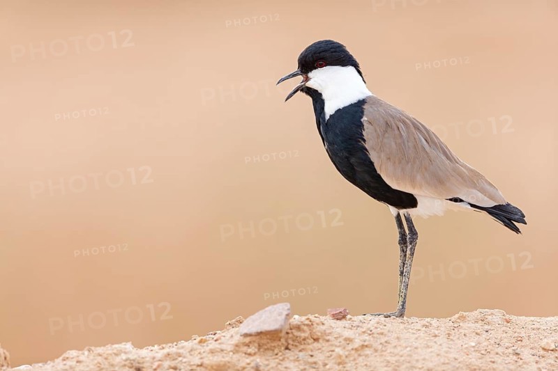 Spur-winged Lapwing, Hoplopterus spinosus, Vanellus spinosus, Israel