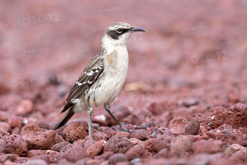 Galapagos Mockingbird (Mimus parvulus), Galapagos, Ecuador