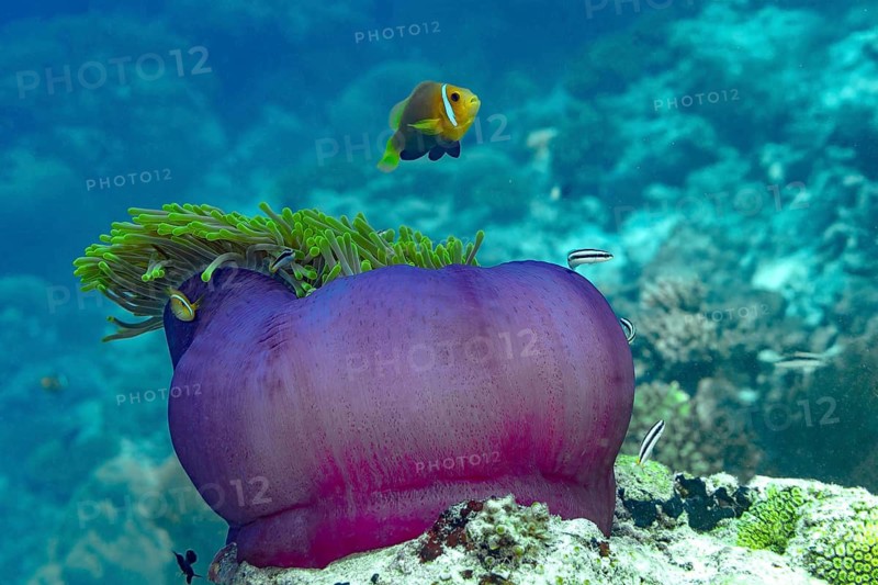 A vibrant magnificent sea anemone, Heteractis magnifica, hosts a colorful Maldives clownfish, Amphiprion nigripes in the crystal-clear waters of the Maldives