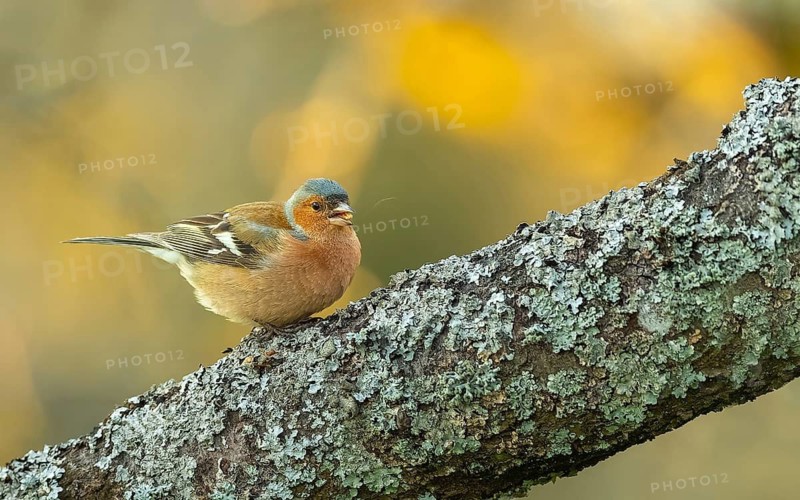 Buchfink (Fringilla coelebs), Männchen