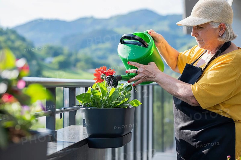 An elderly woman waters vibrant red gerbera daisies in pots on a sunny balcony. Wearing a hat and apron, she enjoys gardening with a lush, green landscape in the background