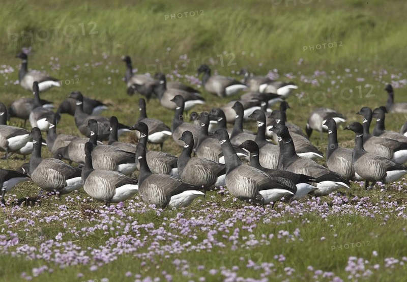 Brant Goose (Branta bernicla), Schleswig-Holstein, Germany