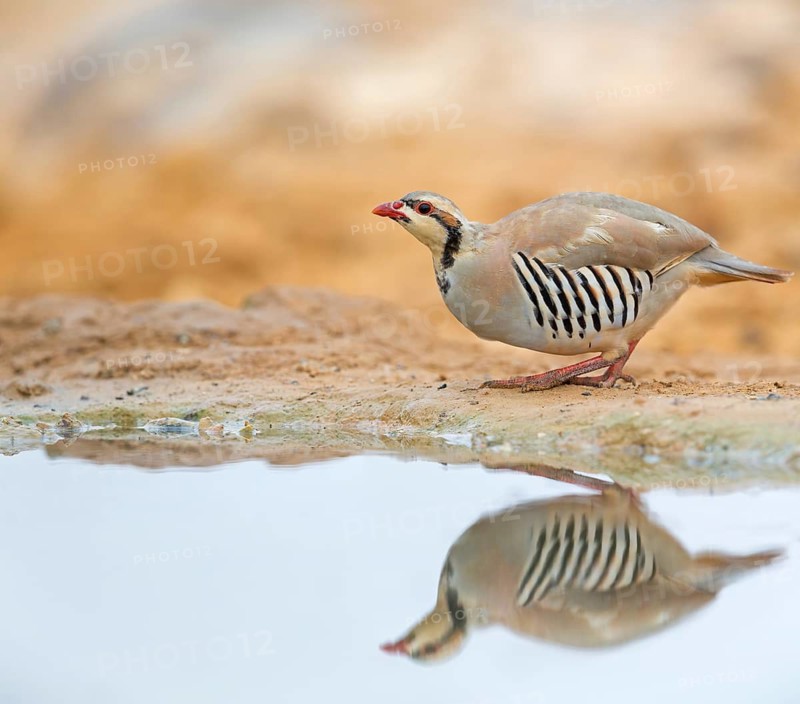 Chukar chicken, Chukar stone chicken, (Alectoris chuka), animals, chickens, chukahens, family of the pheasant-like chicken birds, at the waterhole, Celias Waterhole, Ezuz, HaDarom, Israel