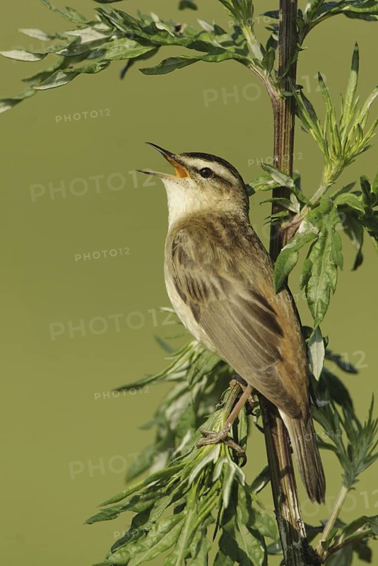 Sedge Warbler (Acrocephalus schoenobaenus) singing, Lower Saxony, Germany