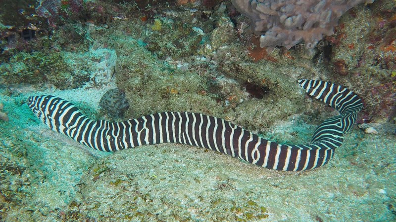Zebra moray eel (Gymnomuraena zebra Echidna zebra)