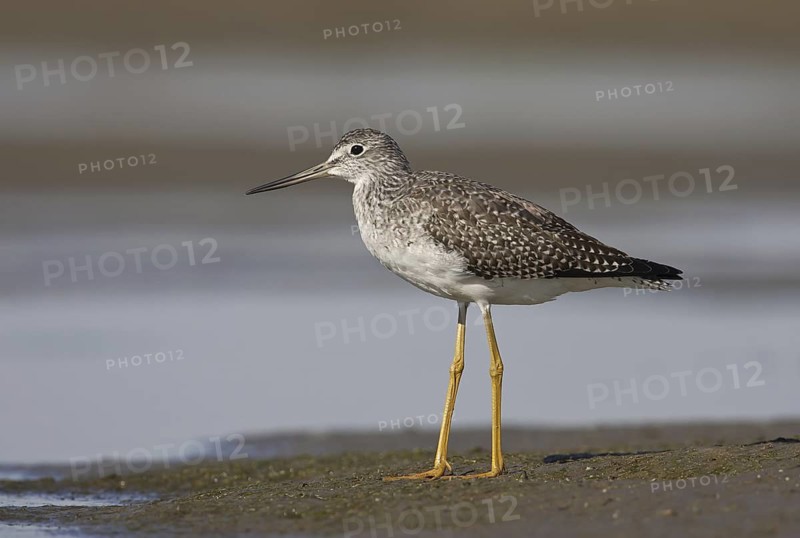 Greater Yellowlegs (Tringa melanoleuca), Ohio, USA
