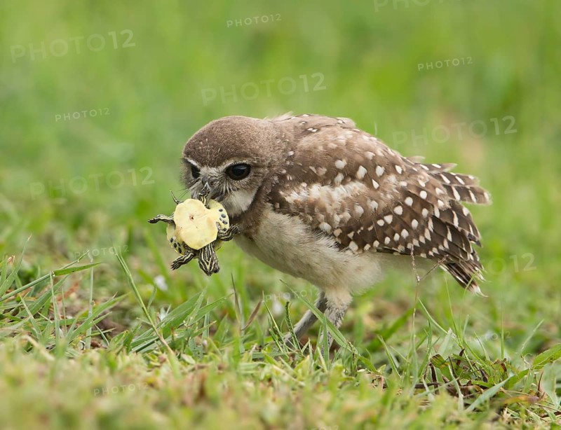 Burrowing Owl (Athene cunicularia) with captured turtle in its beak, Florida, USA