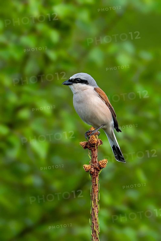 Red-backed shrike (Lanius collurio) adult male perched in pine tree at forest edge in spring