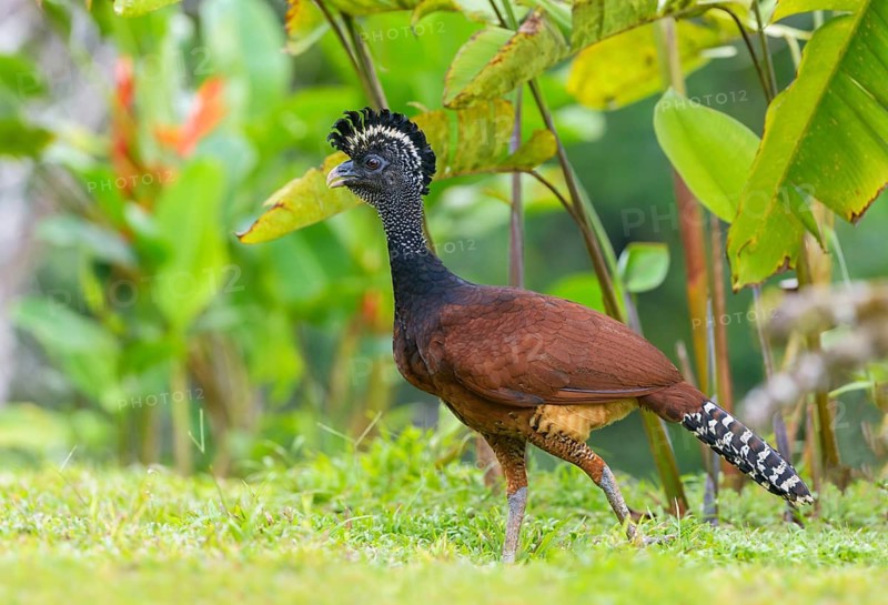 Female Great Currasow (Crax rubra) - at Laguna Lagarto Lodge near Boca Tapada, Costa Rica