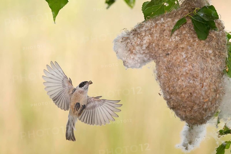 Eurasian Penduline Tit (Remiz pendulinus) female flying, Saxony-Anhalt, Germany