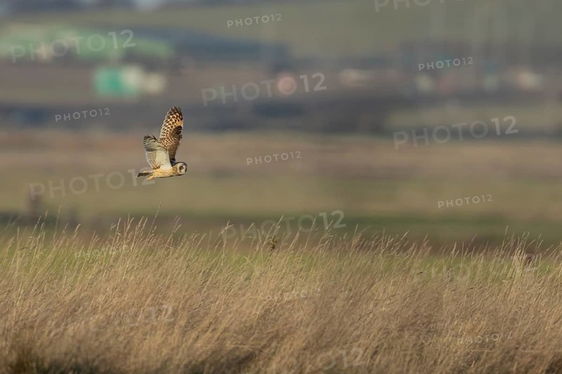 Short eared owl (Asio flammeus) adult bird hunting in flight over grassland, England, United Kingdom