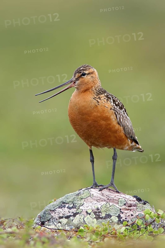 Bar-tailed Godwit (Limosa lapponica) male calling, Finnmark, Norway