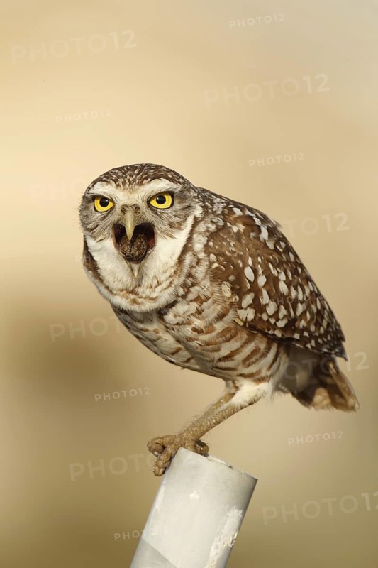 Burrowing Owl (Athene cunicularia), Florida, USA