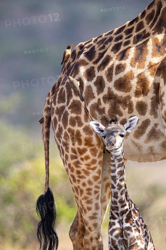 Masai giraffe (Giraffa c. tippelskirchi) Masai Mara Kenya