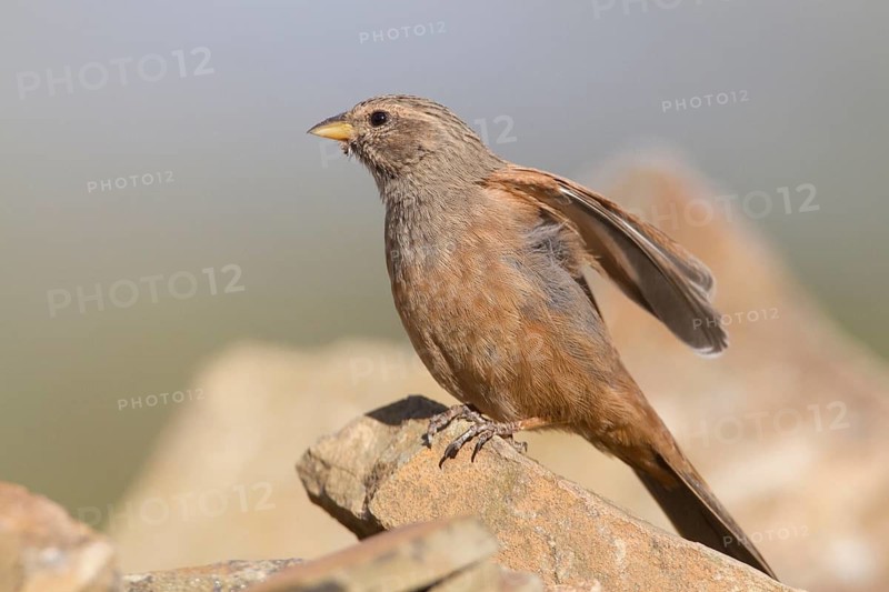 House Bunting (Emberiza sahari) female, Morocco
