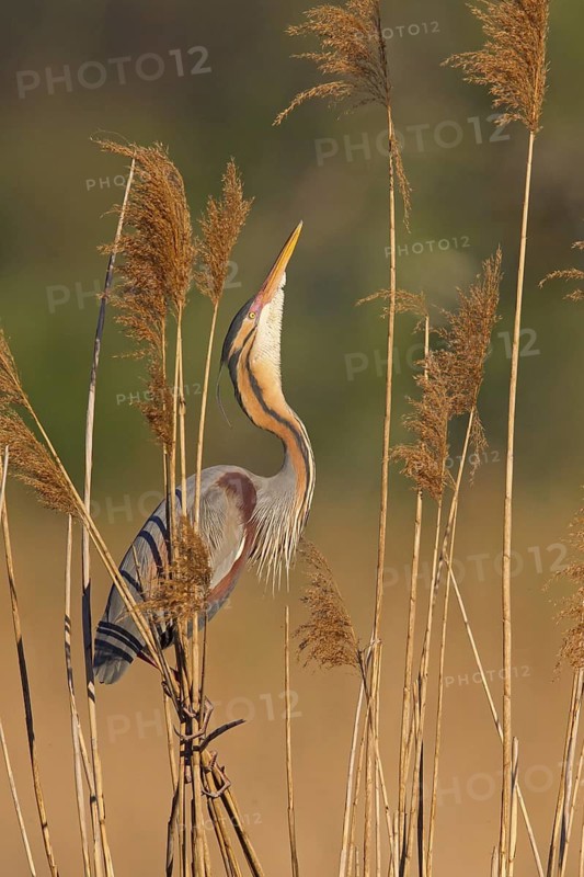 Purple Heron (Ardea purpurea) mating, Baden-Wuerttemberg, Germany