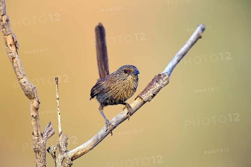 Kalkadoon Grasswren (Amytornis ballarae), Queensland, Australia