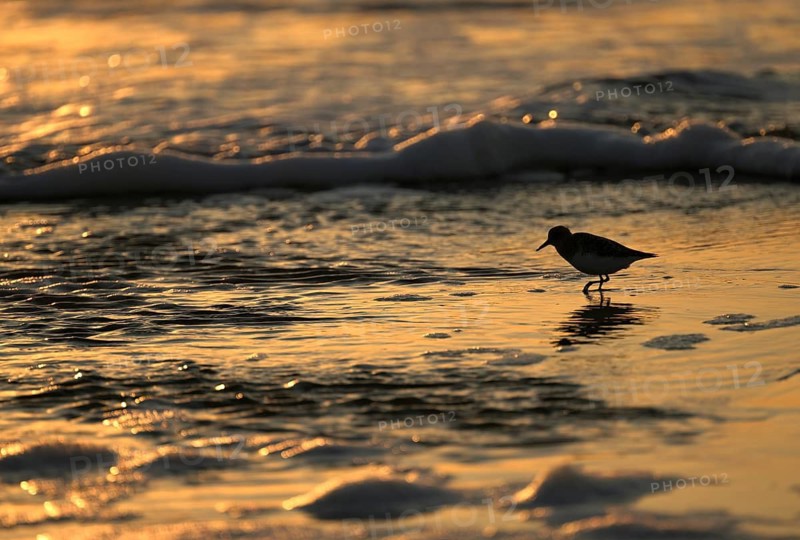 Sanderling (Calidris alba) on the beach with waves against the light, Texel, North Holland, Netherlands