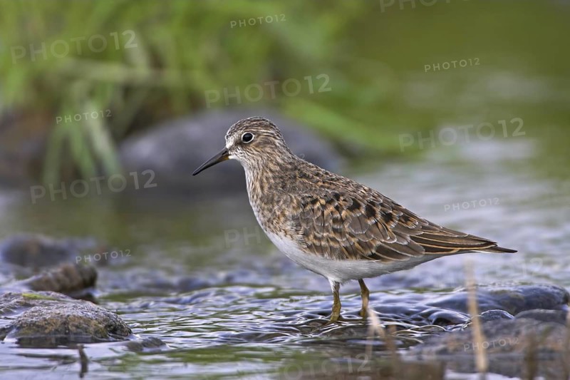 Temminck's Stint (Calidris temminckii)
