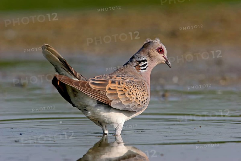 Turtle dove, (Streptopelia turtur), animals, birds, pigeons, island of Lesbos, Greece, Offstein sewage ponds, Rhineland-Palatinate