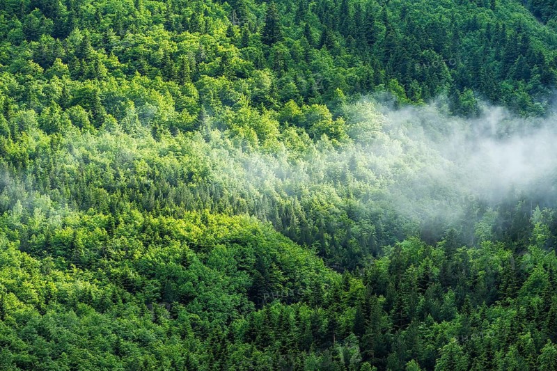 Aerial view of a vibrant green forest in Sierra de Urbasa, Navarra, Spain. The lush treetops are partially covered by a veil of morning mist, creating a serene landscape