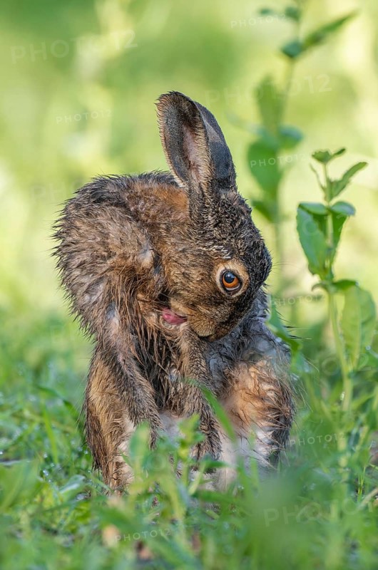 European hare (Lepus europaeus) sitting in a field and licking its wet fur, tongue visible, wildlife, Thuringia, Germany