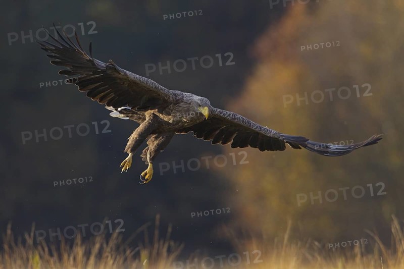 White-tailed Eagle (Haliaeetus albicilla) flying, Lodz, Poland