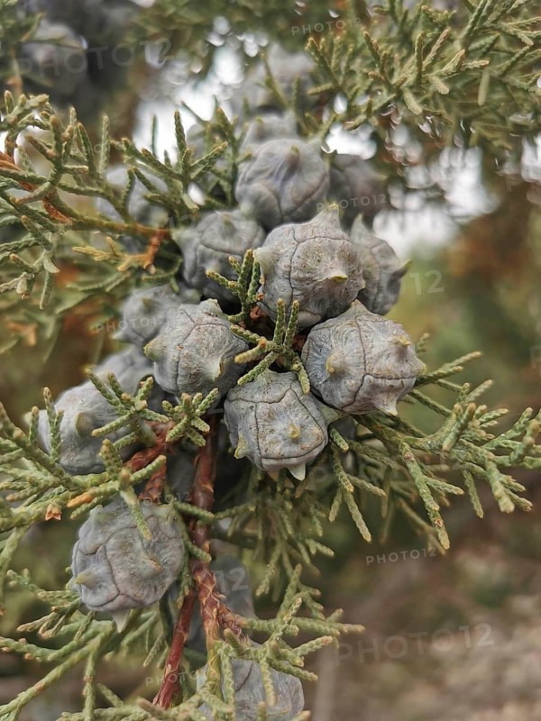 Close-up of cones of a cypress (Cupressus), Morocco