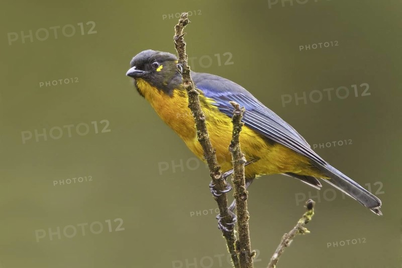 Lacrimose Mountain Tanager (Anisognathus lacrymosus), Ecuador