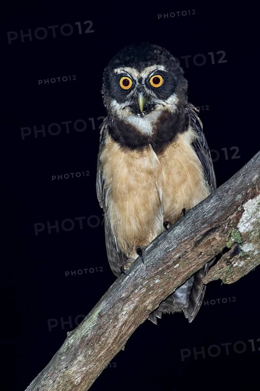 Spectacled Owl (Pulsatrix perspicillata) perched on a branch in Panama