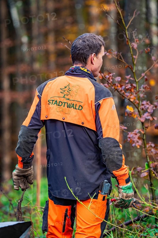 A man in work clothes stands in the forest and reaches for a branch in the autumnal surroundings, tree planting action, Waldbike Calw, district of Calw, Black Forest, Germany
