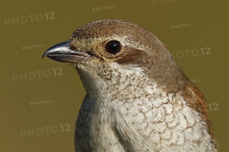 Red-backed Shrike (Lanius collurio) female, Asturias, Spain