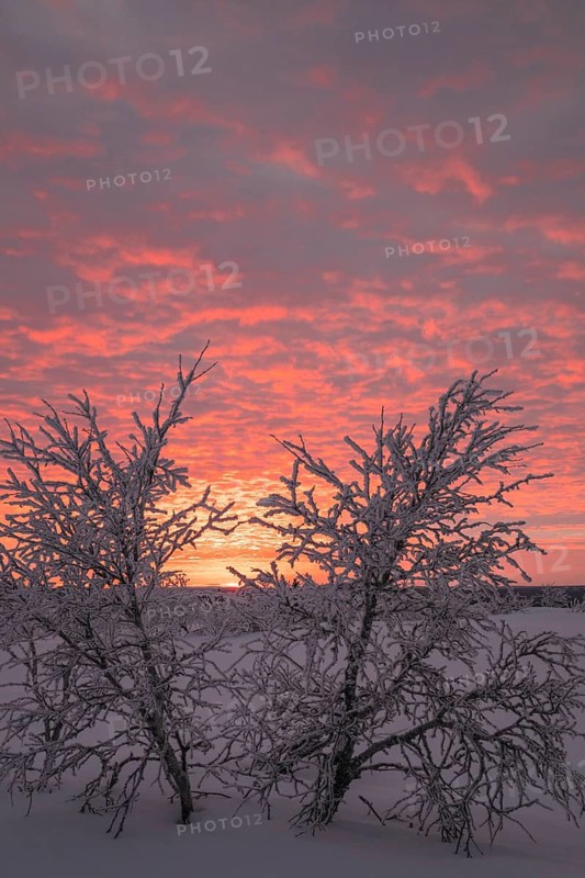Birch trees covered with sunset, Saariselkä, Lapland, Finland, January 2025