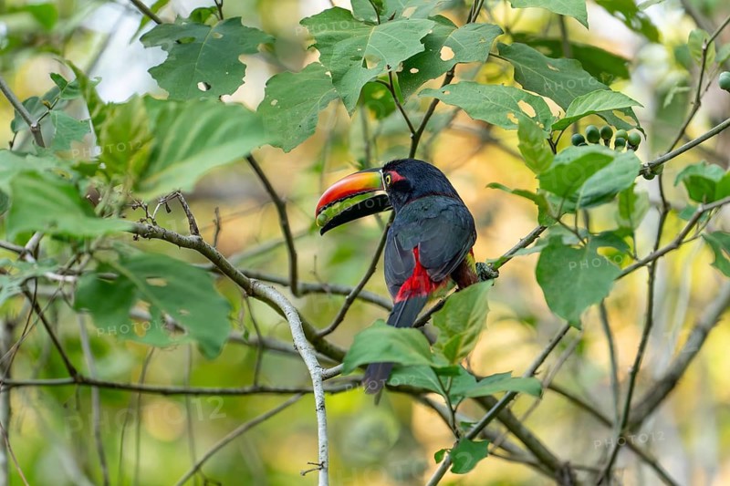 Fiery billed aracari holding fruit in beak while perched on branch, close view, Osa Peninsula, Puntarenas, Costa Rica