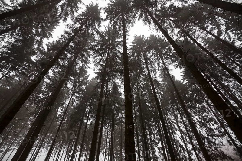 Traumatic forest