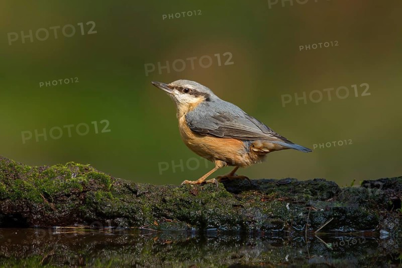 Eurasian Nuthatch (Sitta europaea), Utrecht, Netherlands