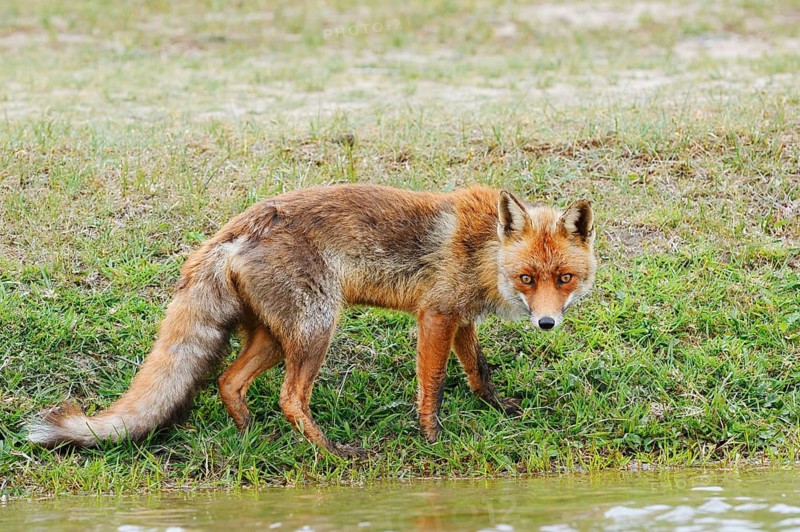 Red fox (Vulpes vulpes) standing by a stream, North Holland, Netherlands