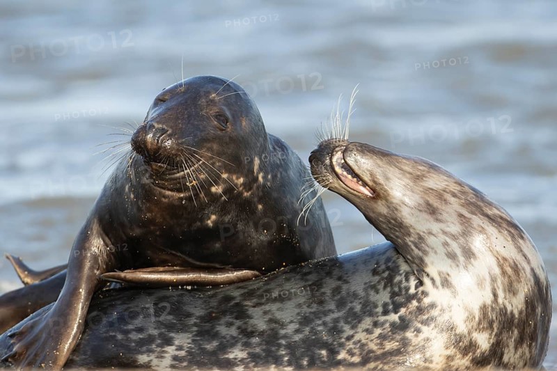 Atlantic grey seal (Halichoerus grypus) two adult animals in love courting in the breaking waves of the sea on a seaside beach, England, United Kingdom
