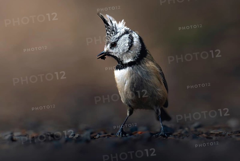 Crested Tit (Parus Scalloped ribbonfish) foraging, Canton Graubünden, Switzerland