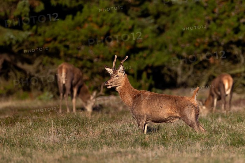 A red deer spike (Cervus elaphus) stretches, rutting season, stag rut, October, Denmark