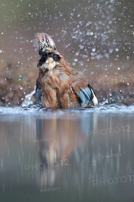 Eurasian Jay (Garrulus glandarius) bathing, Netherlands