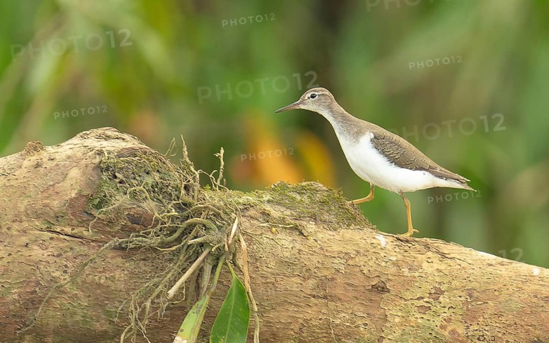 Drosseluferläufer (Actitis macularius)