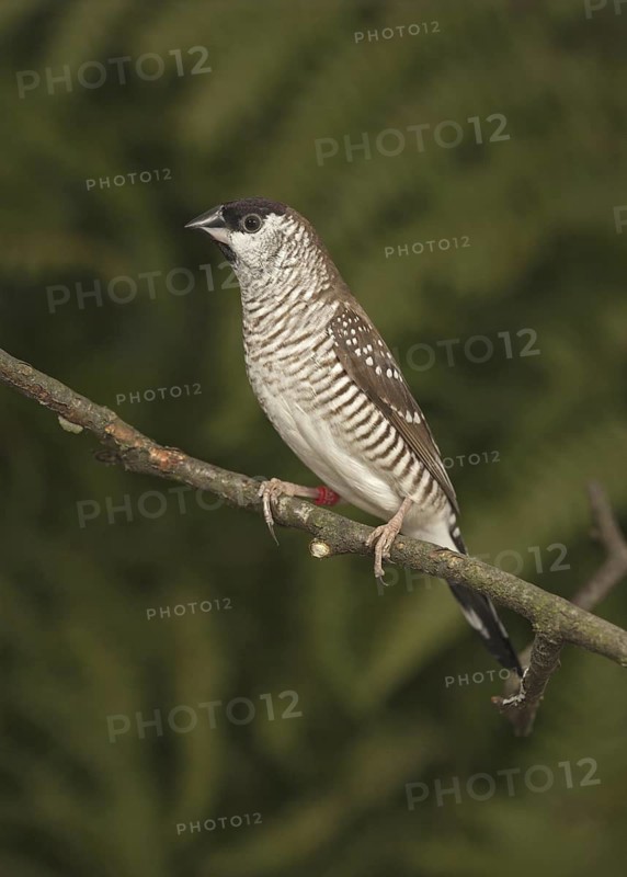 Plum-headed Finch (Neochmia modesta)