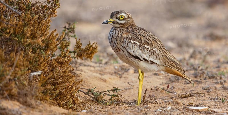 Curlew, Animals, Birds, (Burhinus oedicnemus), Biotope, Habitat, Foraging, Curlew family, Canary Islands, Lanzarote, Canary Islands, Spain