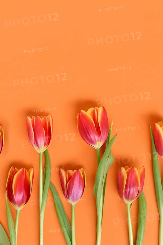 Top view of dark pink tulip flowers with yellow tips on orange background. Floral spring background
