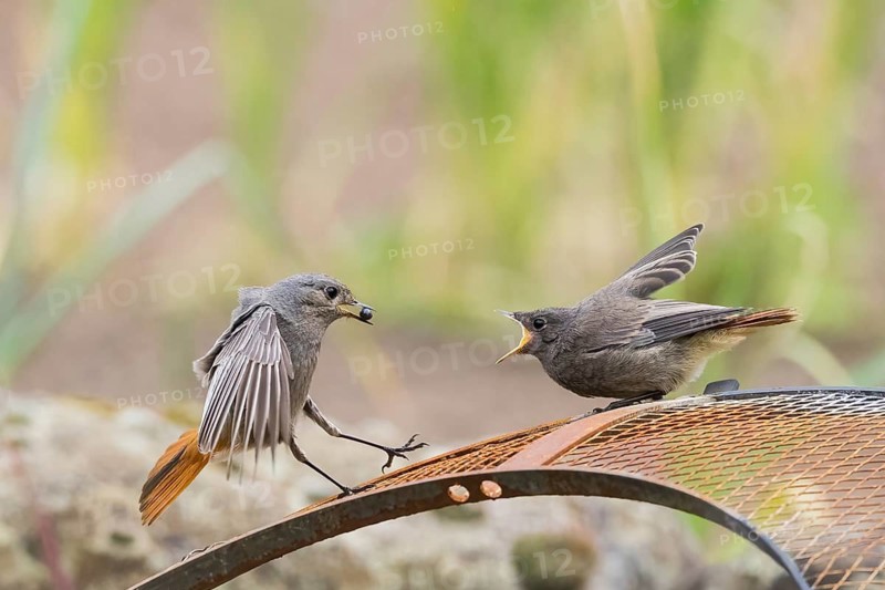 Female black redstart (Phoenicurus ochruros) approaching to feed a young bird on a wire mesh, Hesse, Germany