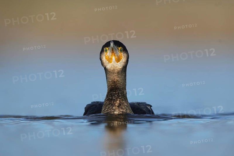 A large cormorant is shown swimming in the tranquil waters of Puebla de BeleÃ±a, Spain. The bird displays its striking plumage against a serene background, highlighting its natural habitat